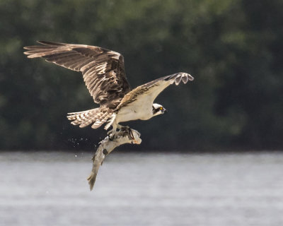 Osprey flies with big fish.jpg