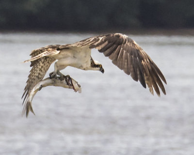 Osprey flies with big fish 2.jpg
