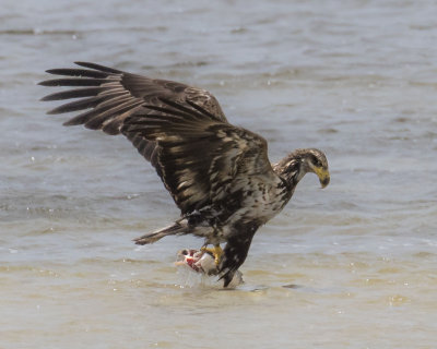 Juvenile Eagle grabs big fish.jpg