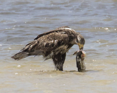 Juvenile Eagle eating fish.jpg