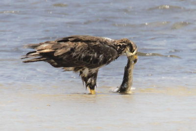 Juvenile Eagle eating big fish.jpg