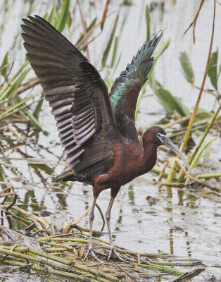 Glossy Ibis stretches with texture.jpg