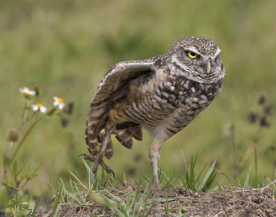 Burrowing Owl stretches.jpg