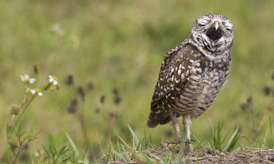 Burrowing Owl yawning.jpg