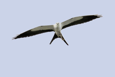 Swallow-tailed Kite with prey.jpg