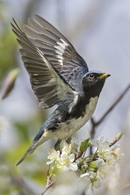 Black-throated Blue lift off.jpg