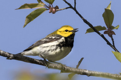 Black-throated Green warbler singing.jpg