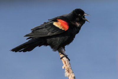 Red-wing Blackbird singing.jpg