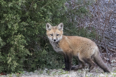 Fox kit by fir tree.jpg