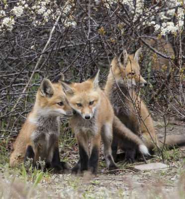 Fox kit trio.jpg