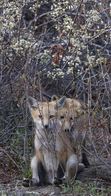 Fox kits watch behind bush.jpg