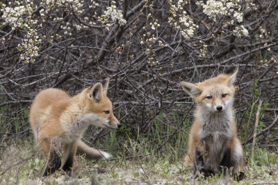 Fox kits in front of bush.jpg