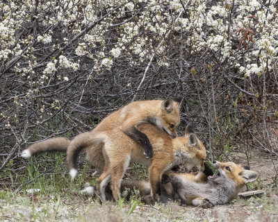 fox kits 3 playing.jpg