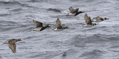 Long-tailed ducks flying.jpg