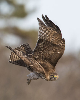 Juvenile Red-tailed Hawk dives down.jpg