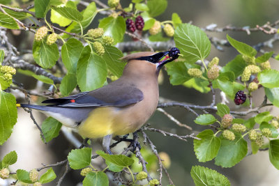 Waxwing with mulberry.jpg