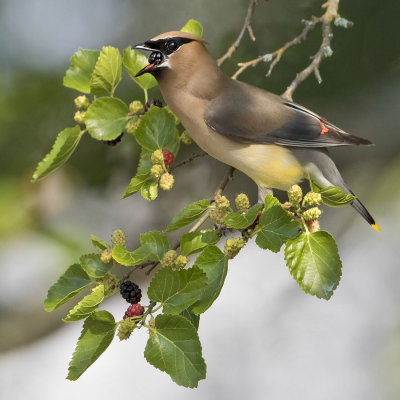 Waxwing with mulberry2.jpg