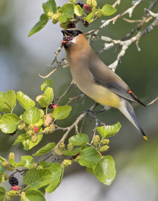 Waxwing with mulberry 3.jpg