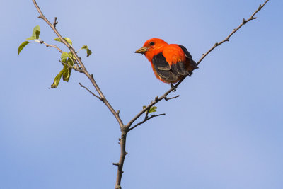 Scarlet Tanager on open branch.jpg
