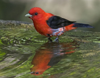 Scarlet Tanager in bird bath with reflection.jpg
