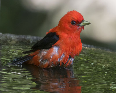 Scarlet Tanager bathing.jpg