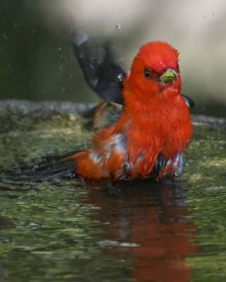 Scarlet Tanager bathing 2.jpg