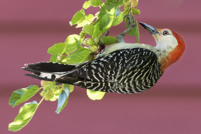 Red-bellied Woodpecker on Mulberry branch.jpg