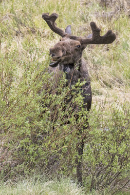 Moose eats willows.jpg
