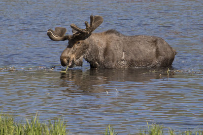 Moose eats in lake.jpg