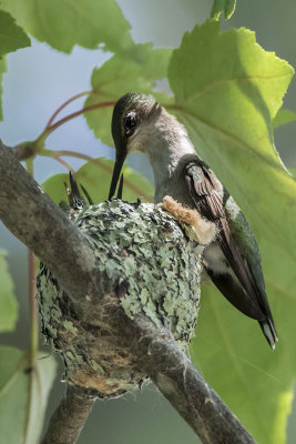 Hummingbird feeding babies.jpg