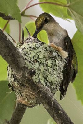 Hummingbird feeds young 5.jpg