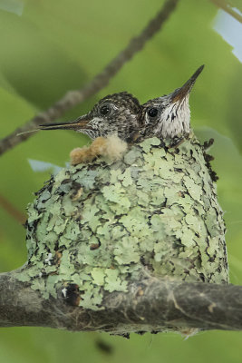 Hummingbird babies in nest.jpg