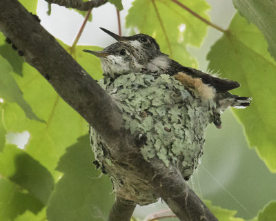 Hummingbird babies on nest.jpg