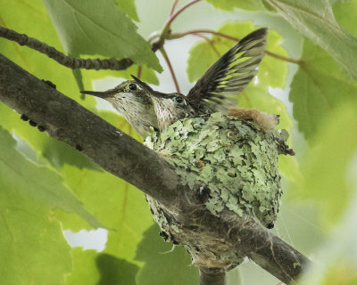 Hummingbird babies flapping.jpg