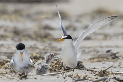 Least Tern chick gets fish 3.jpg