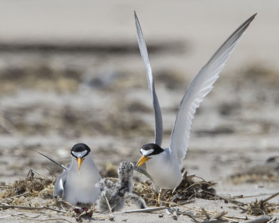 Least Tern gives chick fish.jpg