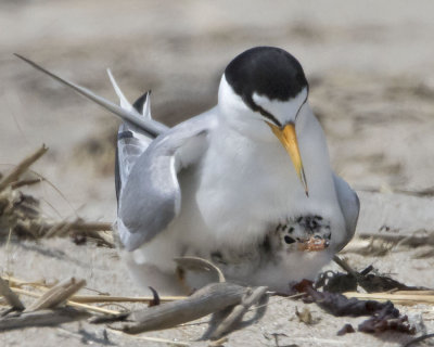Least Tern chick under mom.jpg