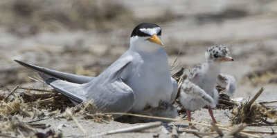Least Tern chick wings out.jpg