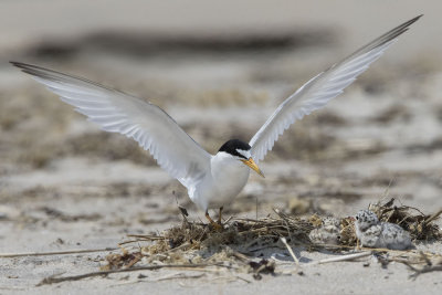 Least Tern lands by chicks.jpg