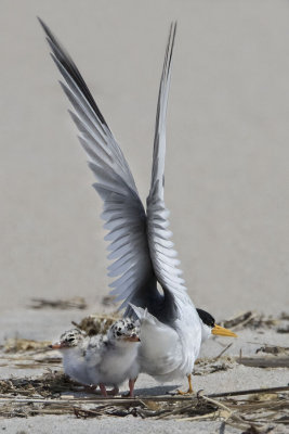 Least Tern raises wings over chick.jpg