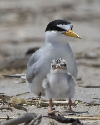 Least Tern poses with baby.jpg