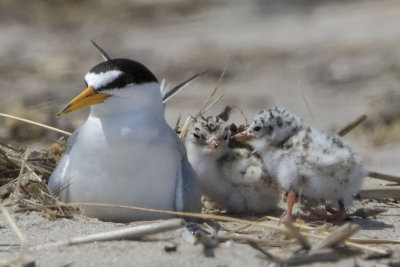 Least Tern with 2 babies.jpg