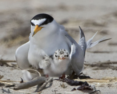 Least Tern chick in front.jpg