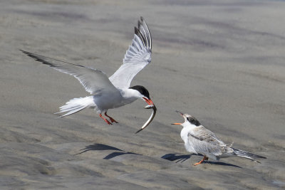 Common Tern flies to juvenile with fish.jpg