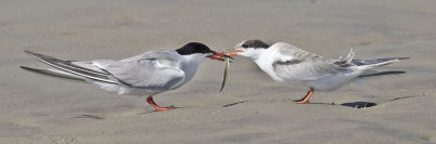 Common Tern gives fish to chick.jpg