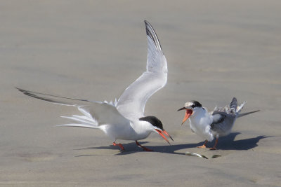 Common Tern and chick yell at fish.jpg