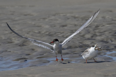 Common Tern leaves after bringing fish.jpg