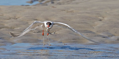Common Tern lifts from water w fish.jpg