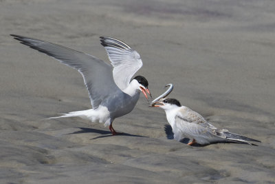 Common Tern juvenile gets fish.jpg