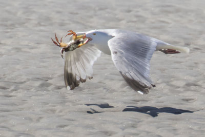 Gull flies with crab.jpg